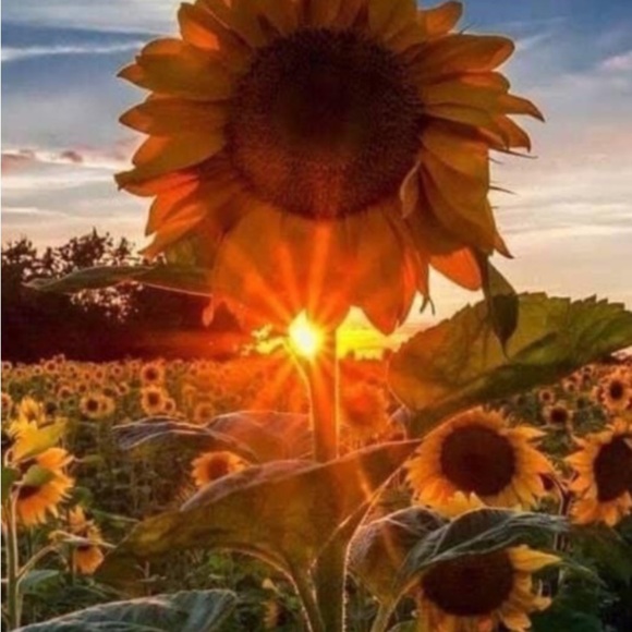 8.  Chinese Laundry Micro Suede Heels in Black, Size 9M - Picture 16 of 16